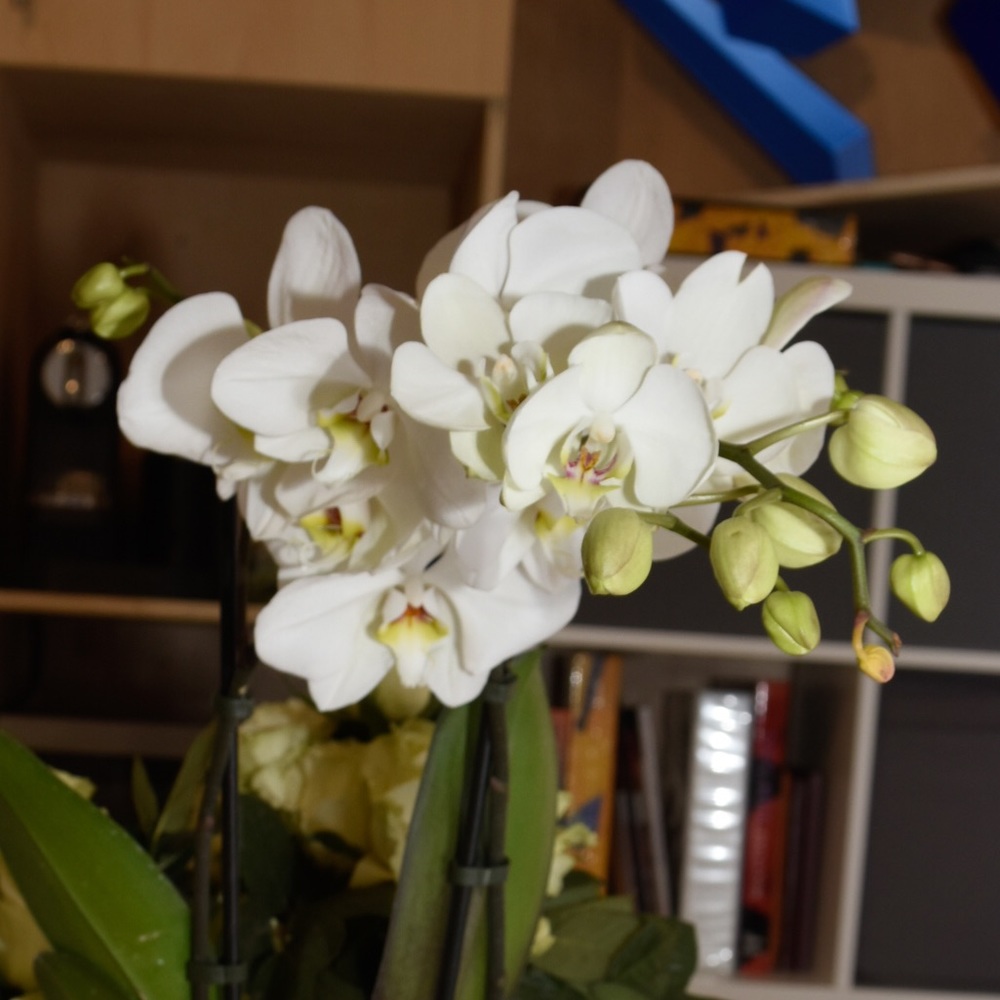 Meet your Posher, Georgina